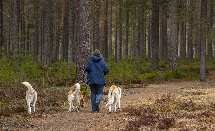 Person i  friluftskläder promenerar med tre hundar i en tallskog
